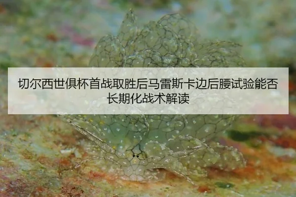 qie-er-xi-shi-ju-bei-shou-zhan-qu-sheng-hou-ma-lei-si-ka-bian-hou-yao-shi-yan-neng-fou-chang-qi-hua-zhan-shu-jie-du-2-315.jpg